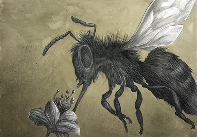 Die Farbe aus dem All von Andreas Hartung - Biene saugt an Blume